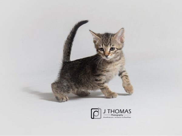 Domestic Short Hair CAT Female Tabby 18663 Petland Topeka, Kansas