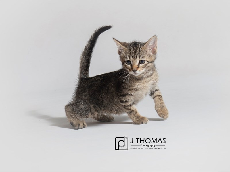 Domestic Short Hair-CAT-Female-Tabby-3162673-Petland Topeka, Kansas
