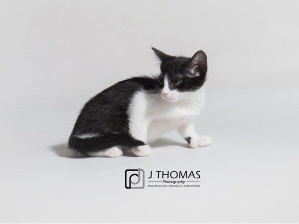 Domestic Short Hair-CAT-Female-Black and White-18665-Petland Topeka, Kansas