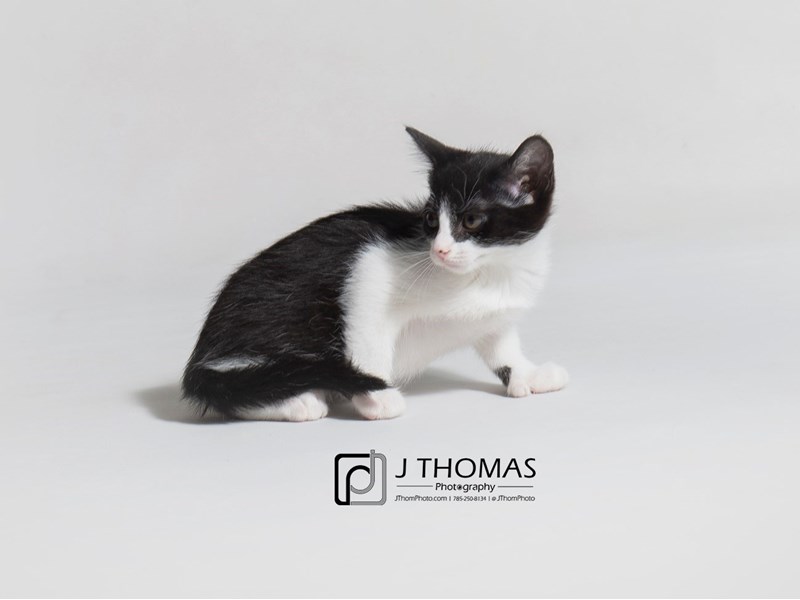 Domestic Short Hair-CAT-Female-Black and White-3162678-Petland Topeka, Kansas
