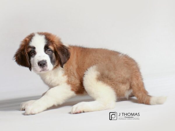 Saint Bernard DOG Female Red and White 18720 Petland Topeka, Kansas