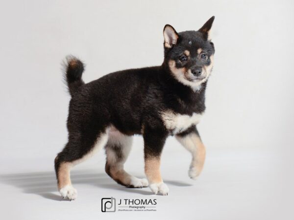 Shiba Inu DOG Female Black / Tan 18712 Petland Topeka, Kansas