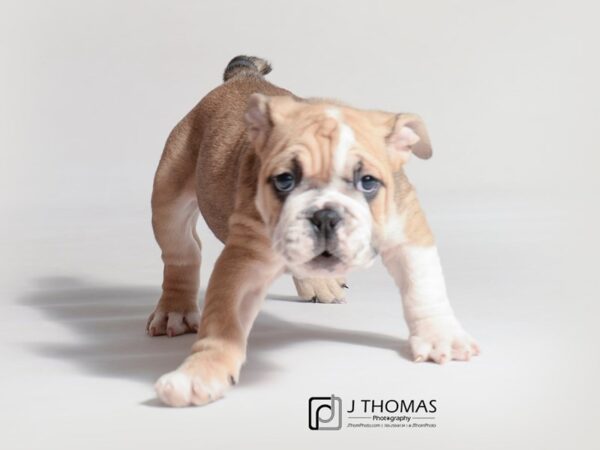 Bulldog-DOG-Male-Fawn / White-18710-Petland Topeka, Kansas