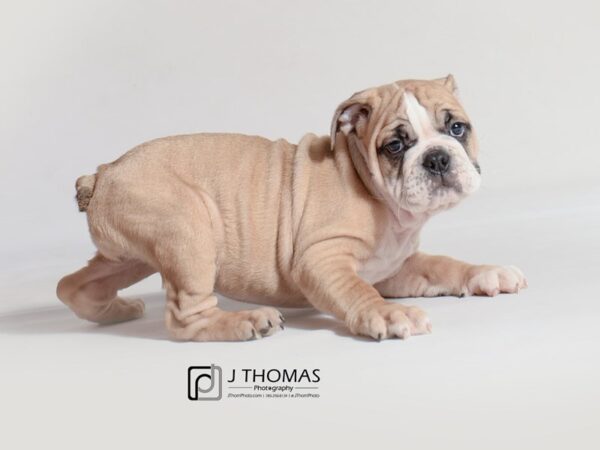 Bulldog-DOG-Female-Fawn / White-18709-Petland Topeka, Kansas