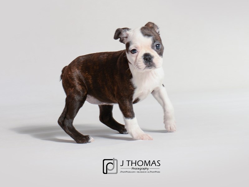 Brindle boston terrier puppies for sale sale