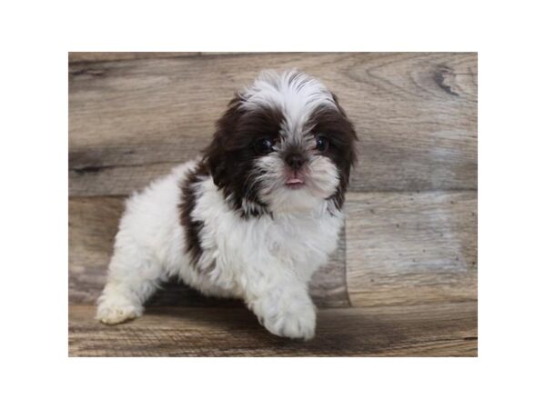 Shih Tzu DOG Female Chocolate / White 18733 Petland Topeka, Kansas