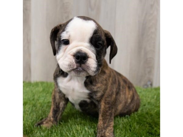 Bulldog DOG Female Brindle / White 18735 Petland Topeka, Kansas