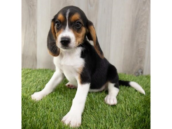 Beagle DOG Female Black White / Tan 18734 Petland Topeka, Kansas