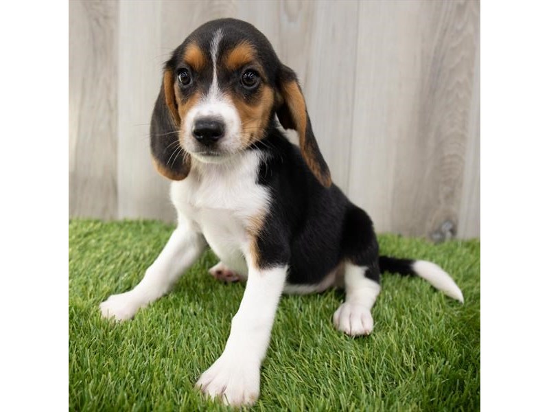 Beagle-DOG-Female-Black White / Tan-3189880-Petland Topeka, Kansas