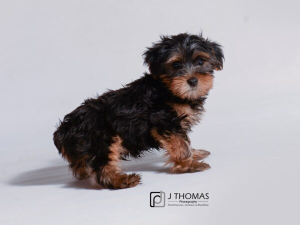 Yorkshire Terrier DOG Male Black and Tan 18744 Petland Topeka, Kansas