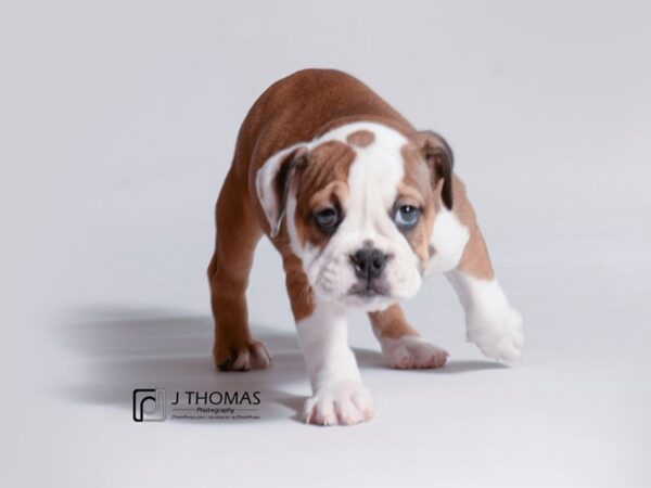 English Bulldog DOG Female fawn and white 18743 Petland Topeka, Kansas