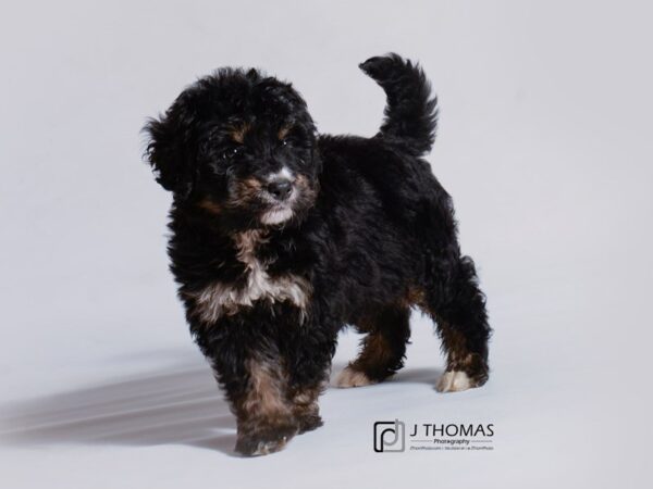 Mini Bernedoodle DOG Male Black and White 18742 Petland Topeka, Kansas