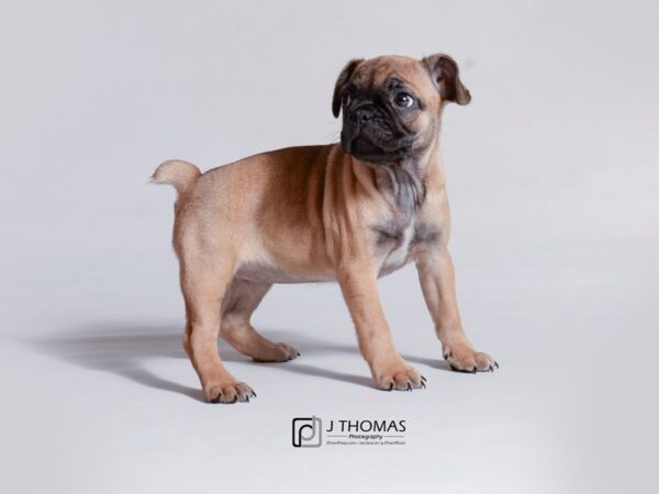 French Bulldog/Pug DOG Female Fawn 18740 Petland Topeka, Kansas