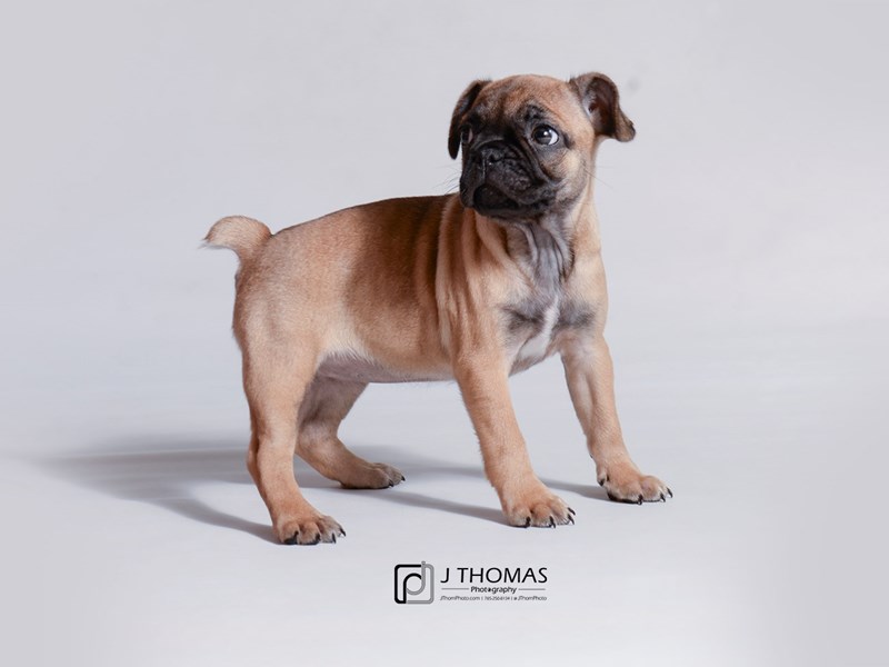 French Bulldog/Pug-DOG-Female-Fawn-3189879-Petland Topeka, Kansas