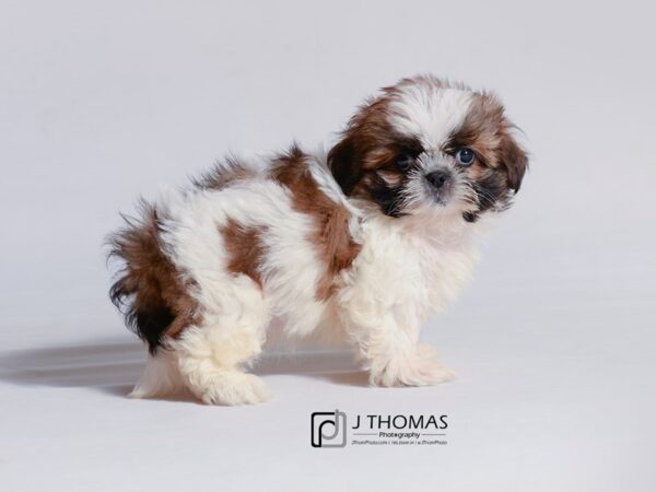 Shih Tzu DOG Female Sable / White 18738 Petland Topeka, Kansas