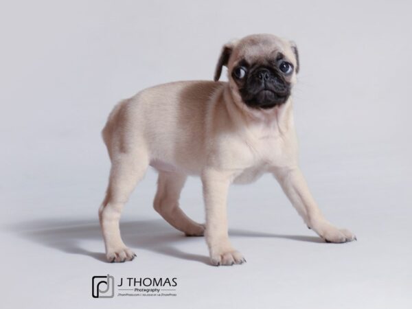 Pug-DOG-Female-Fawn-18737-Petland Topeka, Kansas