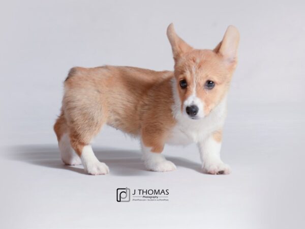 Pembroke Welsh Corgi DOG Female Red Sable 18736 Petland Topeka, Kansas