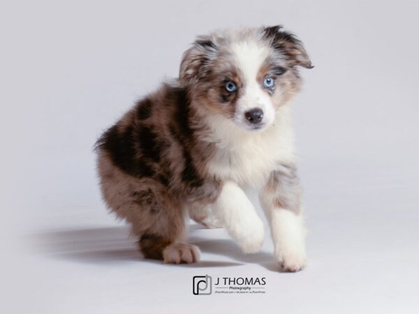 Miniature Australian Shepherd DOG Female Blue Merle 18731 Petland Topeka, Kansas