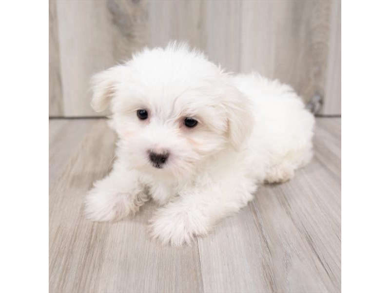 Maltese-DOG-Female-White-3199451-Petland Topeka, Kansas