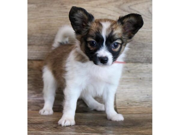 Papillon DOG Female Sable / White 18750 Petland Topeka, Kansas