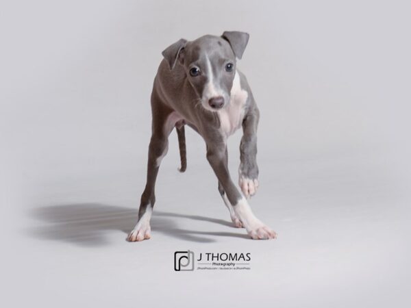 Italian Greyhound-DOG-Female-Blue and White-18772-Petland Topeka, Kansas