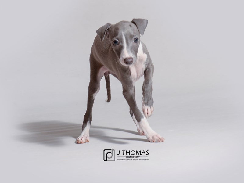 Italian Greyhound-DOG-Female-Blue and White-3201521-Petland Topeka, Kansas
