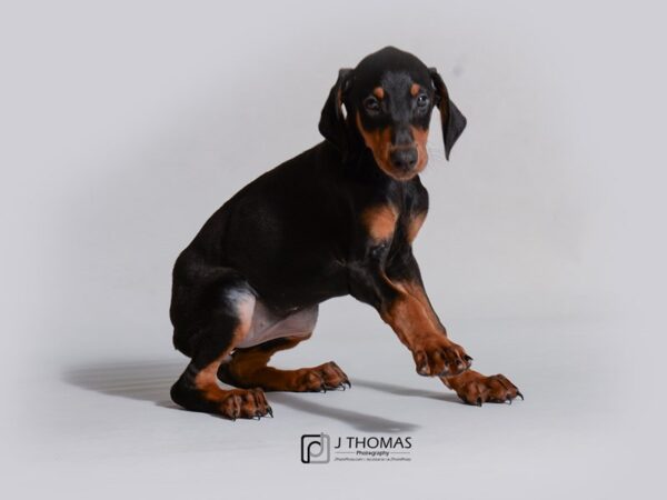 Doberman Pinscher DOG Female Black 18771 Petland Topeka, Kansas