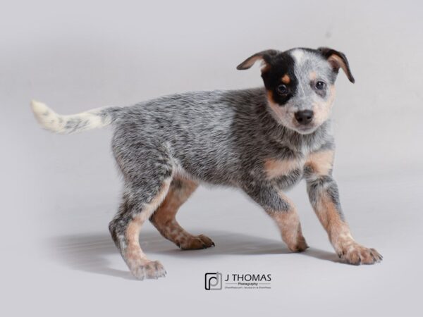 Australian Cattle Dog DOG Female Blue Merle and Tan 18769 Petland Topeka, Kansas