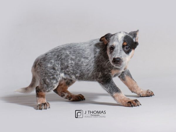 Australian Cattle Dog DOG Female Blue Merle and Tan 18768 Petland Topeka, Kansas