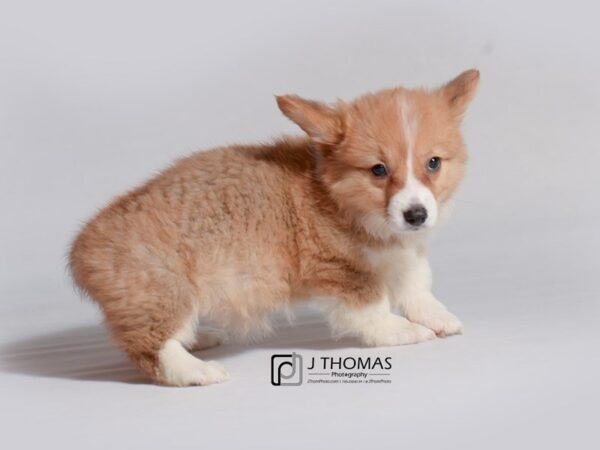 Pembroke Welsh Corgi DOG Female Red and White 18767 Petland Topeka, Kansas