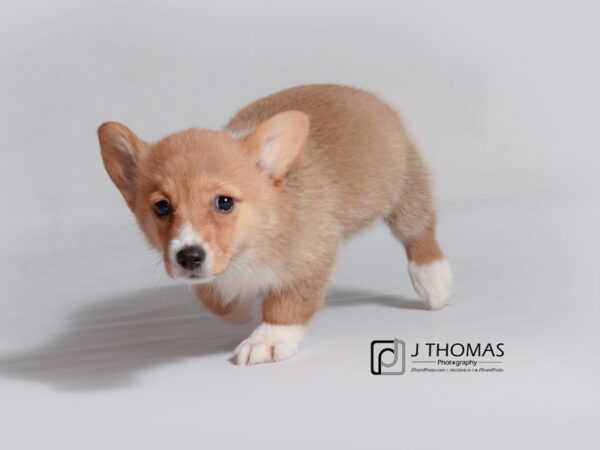 Pembroke Welsh Corgi DOG Female Red and White 18766 Petland Topeka, Kansas