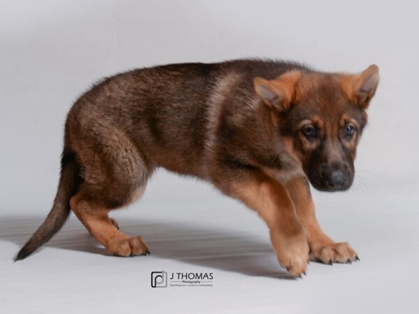 German Shepherd-DOG-Female-Sable-18765-Petland Topeka, Kansas