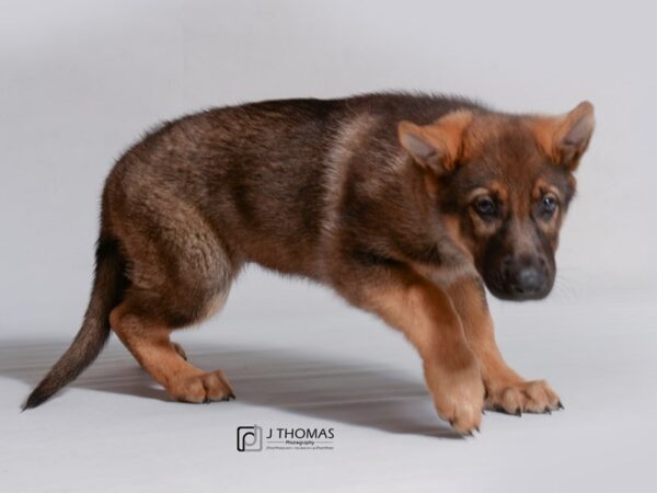 German Shepherd DOG Female Sable 18765 Petland Topeka, Kansas