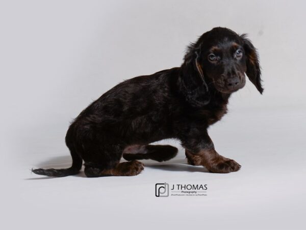 Golden Doxie DOG Male Black and Tan 18763 Petland Topeka, Kansas