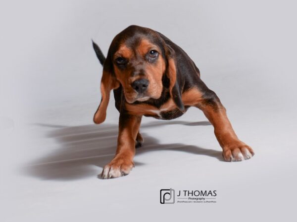 Beagle DOG Female Black and Tan 18761 Petland Topeka, Kansas