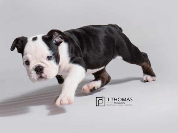 English Bulldog DOG Female Black Fawn and White 18760 Petland Topeka, Kansas