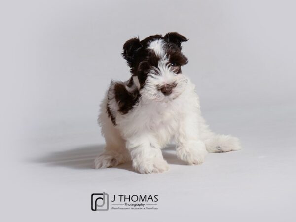 Miniature Schnauzer DOG Male Chocolate / White 18759 Petland Topeka, Kansas