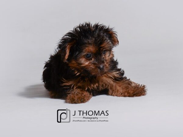 Yorkshire Terrier DOG Female Black / Gold 18757 Petland Topeka, Kansas