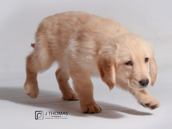 Golden Retriever DOG Female Light Golden 18755 Petland Topeka, Kansas