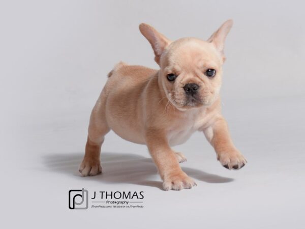 French Bulldog DOG Male Cream 18754 Petland Topeka, Kansas