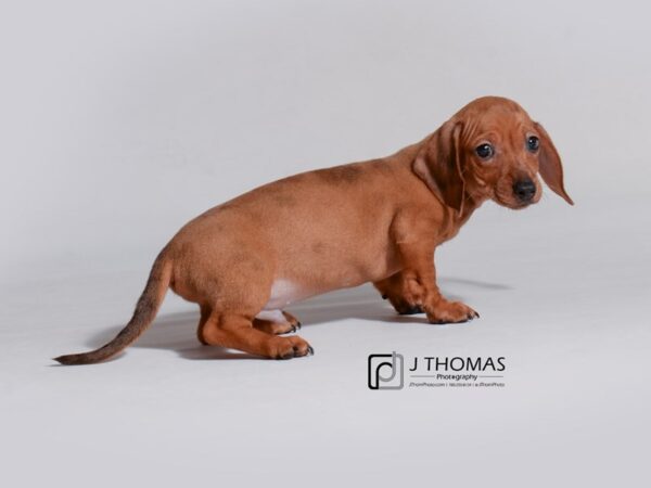 Dachshund DOG Male Red 18753 Petland Topeka, Kansas