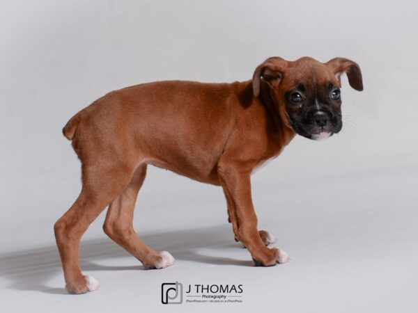 Boxer DOG Female Fawn 18752 Petland Topeka, Kansas