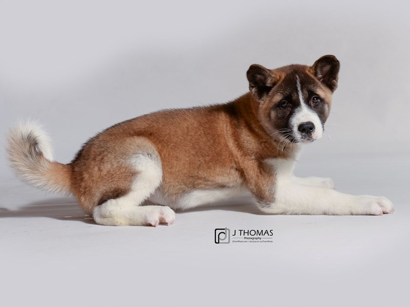 Akita-DOG-Female--3199454-Petland Topeka, Kansas