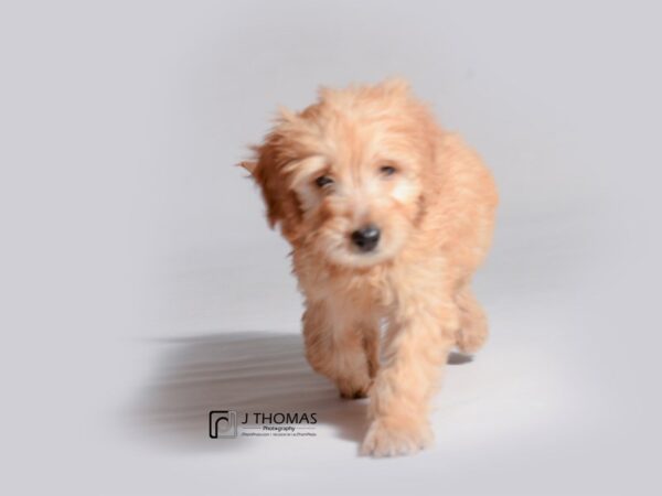 Goldendoodle Mini 2nd Gen DOG Female Apricot 18749 Petland Topeka, Kansas