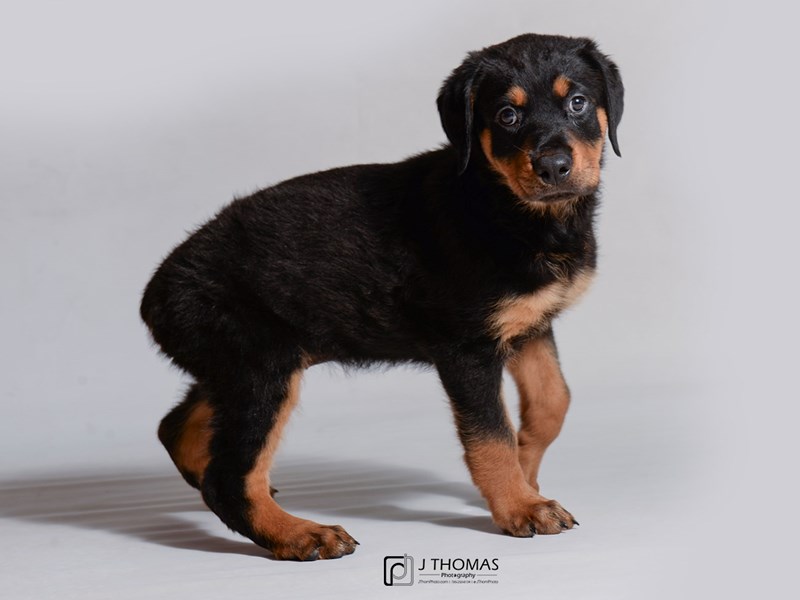 Rottweiler Puppy Black / Rust ID:18748 Located at Petland Topeka