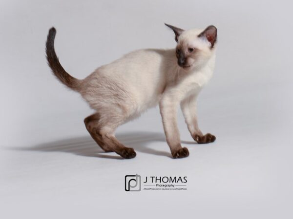 Siamese-CAT-Female-Seal Point-18762-Petland Topeka, Kansas