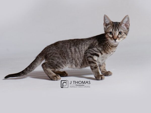 Domestic Short Hair-CAT-Female-Grey Tabby-18730-Petland Topeka, Kansas