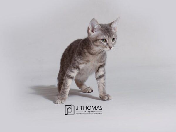 Domestic Short Hair-CAT-Female-Brown Tabby-18727-Petland Topeka, Kansas