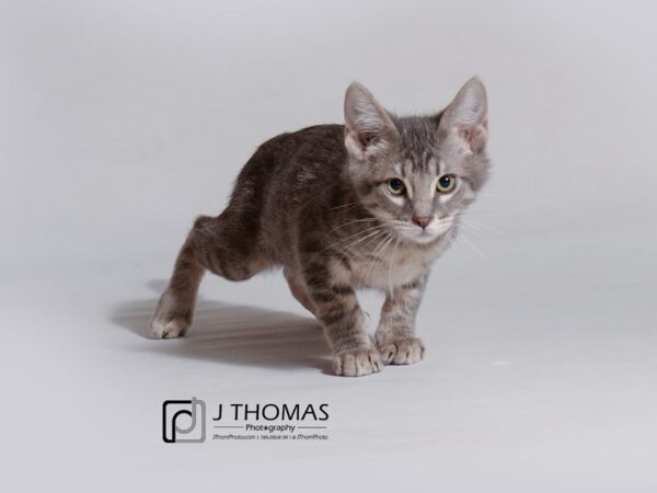 Domestic Short Hair-CAT-Male-Grey Tabby-18725-Petland Topeka, Kansas
