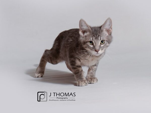 Domestic Short Hair CAT Male Grey Tabby 18725 Petland Topeka, Kansas